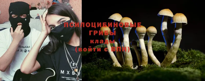 как найти   Муром  omg зеркало  Псилоцибиновые грибы Psilocybine cubensis 